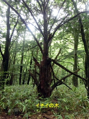 信州（上高地・安曇野・7/17～21）の旅-2_a0105023_13264931.jpg