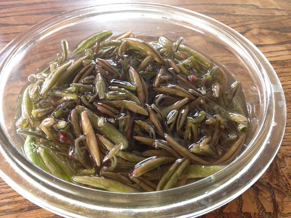山形県村山のじゅんさい沼から 採れたてじゅん菜です のんびり酒場ニコル 山形県村山のじゅんさい沼から 採れたてじゅん菜です のんびり酒場ニコル
