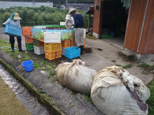 【飛鳥熊レス村】8回目の出荷作業から就農を考える_c0010936_3151826.jpg