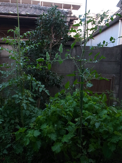 e0010353_22531098.gif