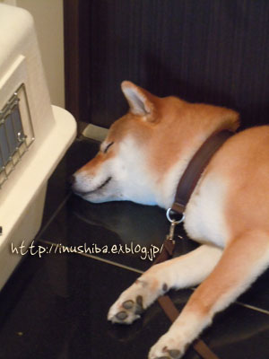 涼しい場所はペットに聞け Yamatoのひとりごと