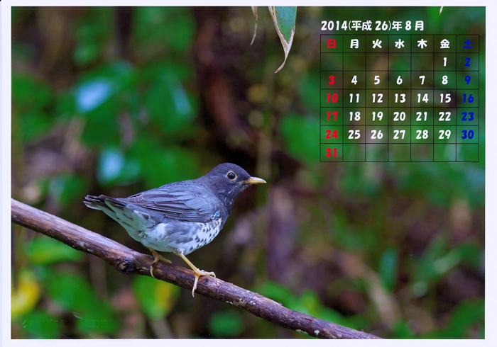 8月の野鳥カレンダー・・・クロツグミ_e0289657_754397.jpg