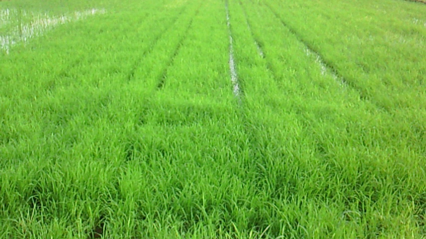 a0169558_1722465.jpg