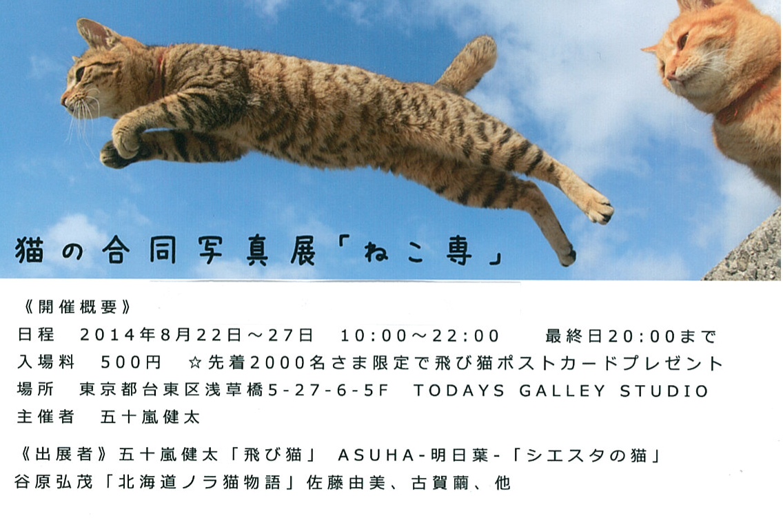 【お知らせ】猫の合同写真展「ねこ専」に参加します！【8月22日～27日　浅草橋にて】_e0255060_17052592.jpg