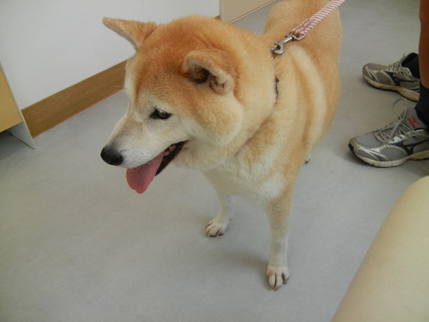 ’14,8,1(金)愛ちゃんが少し元気になったよ~!_f0060461_13442339.jpg