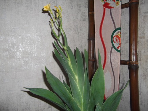 7月 お稽古 1 桑小卓 数茶 茶の湯 好楽軒 7月 お稽古 1 桑小卓 数茶 茶の湯 好楽軒