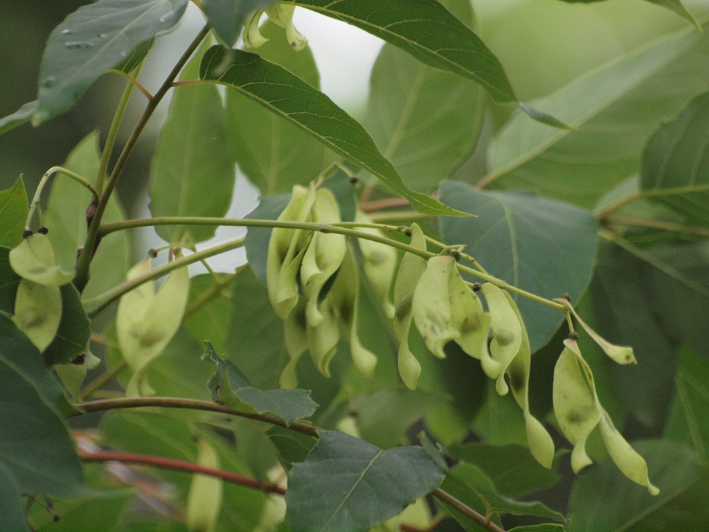 『薬草園と薬樹園の花や実達・・・・・』_d0054276_20412297.jpg