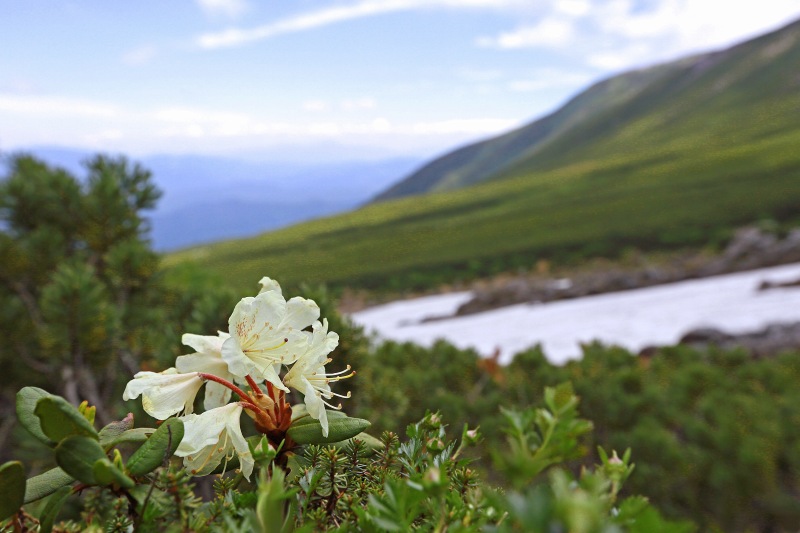 乗鞍岳の花　その4_f0000789_1602845.jpg