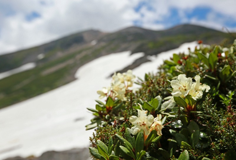 乗鞍岳の花　その4_f0000789_1603792.jpg