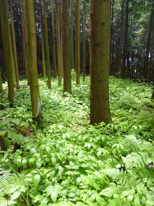 7月13日（日）に、伐採 & 森カフェをしました。_e0263590_20504232.jpg