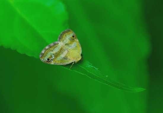 小さな昆虫　ヨツスジトラカミキリ　コガネムシ他_c0315700_20274335.jpg