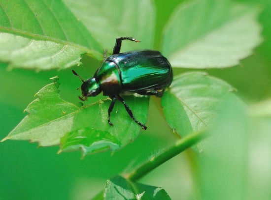 小さな昆虫　ヨツスジトラカミキリ　コガネムシ他_c0315700_20324636.jpg