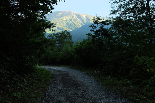 花の白馬岳日帰り①野草咲く林道_e0304001_19363822.jpg