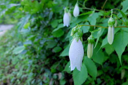 花の白馬岳日帰り①野草咲く林道_e0304001_19373768.jpg