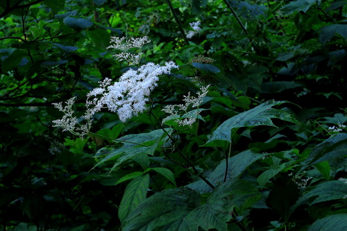 花の白馬岳日帰り①野草咲く林道_e0304001_19413894.jpg