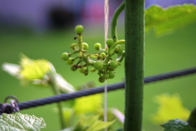 Vegetable Garden June 2014_c0062603_11382078.jpg