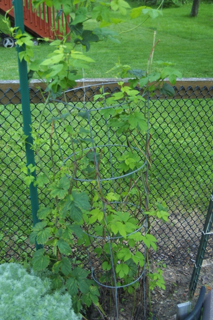 Vegetable Garden June 2014_c0062603_11391473.jpg