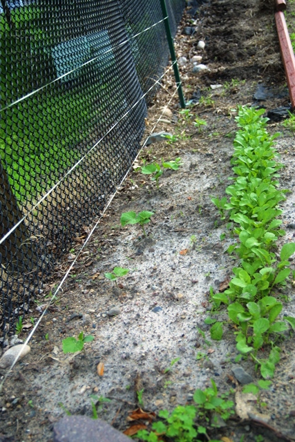 Vegetable Garden June 2014_c0062603_11393679.jpg