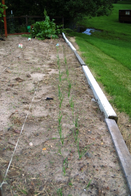 Vegetable Garden June 2014_c0062603_11400875.jpg