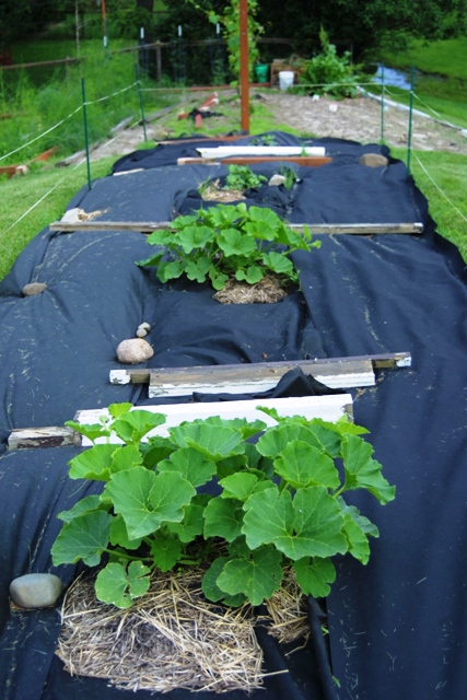 Vegetable Garden June 2014_c0062603_11402039.jpg