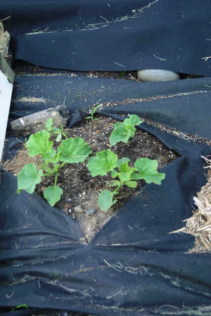 Vegetable Garden June 2014_c0062603_11402899.jpg