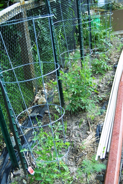 Vegetable Garden June 2014_c0062603_11405207.jpg