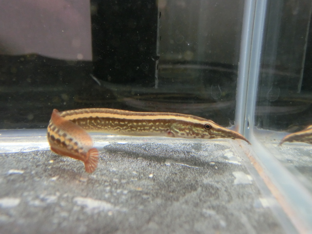 2014年熱帯魚入荷情報!Vol.20 (7/15~7/28)_b0141806_235047.jpg