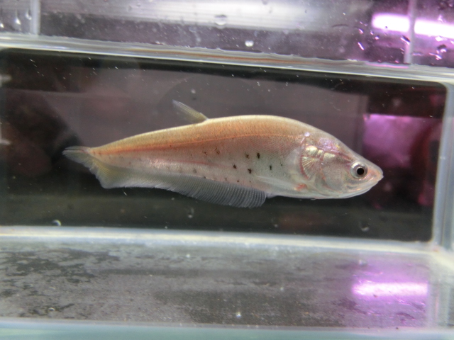 2014年熱帯魚入荷情報!Vol.20 (7/15~7/28)_b0141806_253882.jpg