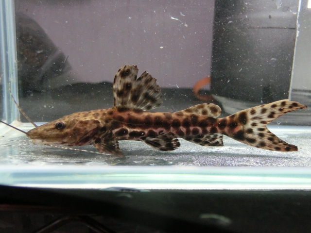 2014年熱帯魚入荷情報!Vol.20 (7/15~7/28)_b0141806_27593.jpg