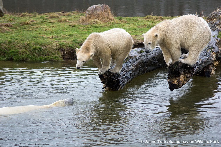 デンマーク・スカンジナヴィア野生動物公園でのネヌ、ヌノ、シークー、そしてイルカお母さんの同居の近況_a0151913_1382083.jpg