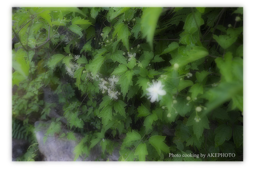 Fujifilm XT1　18-135mm　お試しました～(￣◇￣)ノ_e0127416_17432547.jpg