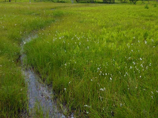 天上の花々－入笠湿原、大阿原湿原_d0127627_182383.jpg
