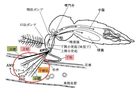 「蚊」から学んだ痛くない採血針_b0188828_2312538.jpg