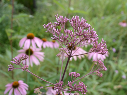 c0107129_30927.jpg
