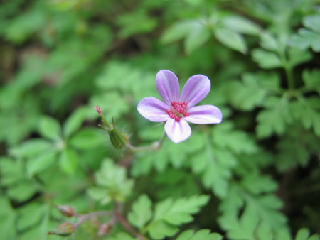 1日現在キレンゲショウマの開花は1・2輪程度。_c0089831_8454359.jpg