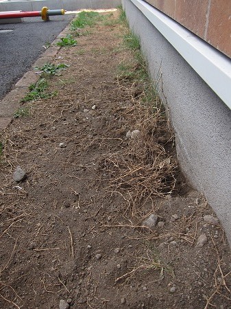 芝生_e0268036_1715912.jpg