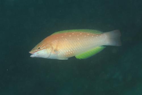ホシササノハベラ 滑川水中生物図鑑 ホシササノハベラ 滑川水中生物図鑑