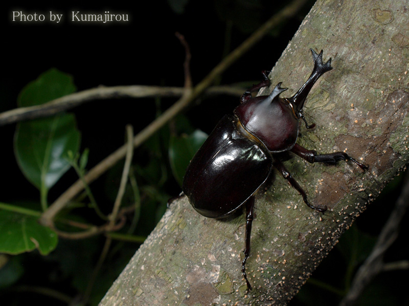 オキナワカブトムシ ２０１４ くま次郎の やんばる日記