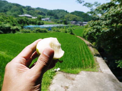 太秋柿 古川果樹園 果実の成長と惜しまぬ手間ひま_a0254656_18154950.jpg