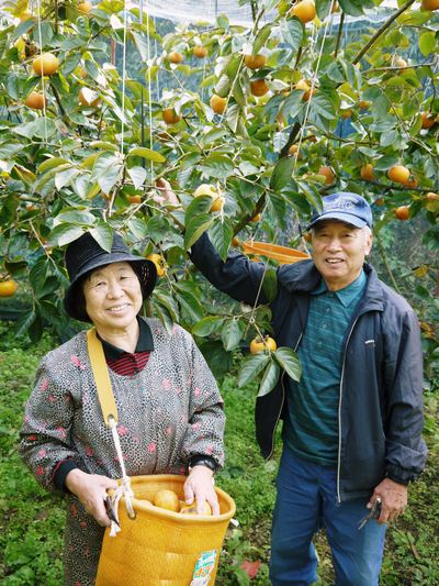 太秋柿　古川果樹園　果実の成長と惜しまぬ手間ひま_a0254656_18241316.jpg