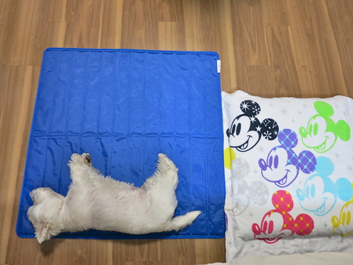 最近の寝床事情_c0260460_16291382.jpg
