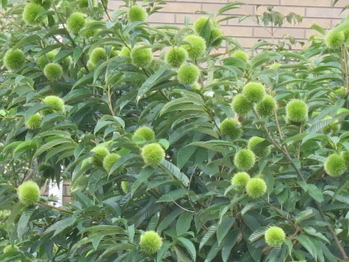 早朝散歩_c0260460_7365378.jpg
