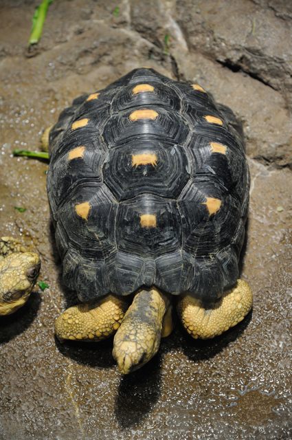 鱗をまとった生き物　～爬虫類の世界～_c0081462_21522290.jpg