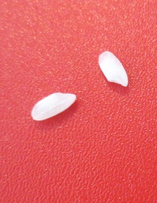 e0212073_15304373.jpg