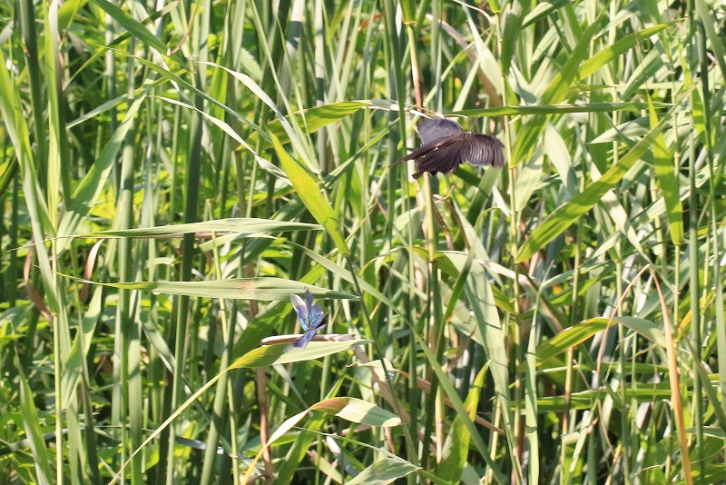 c0313378_08465151.jpg