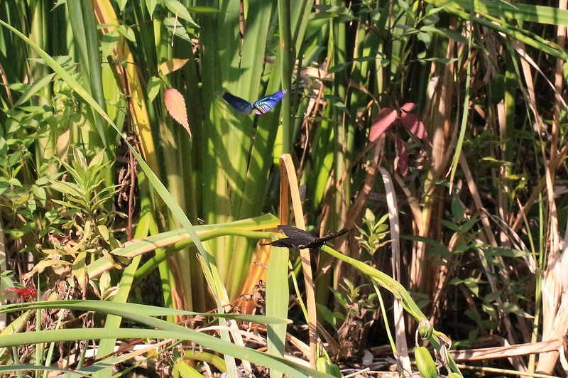 c0313378_08465450.jpg