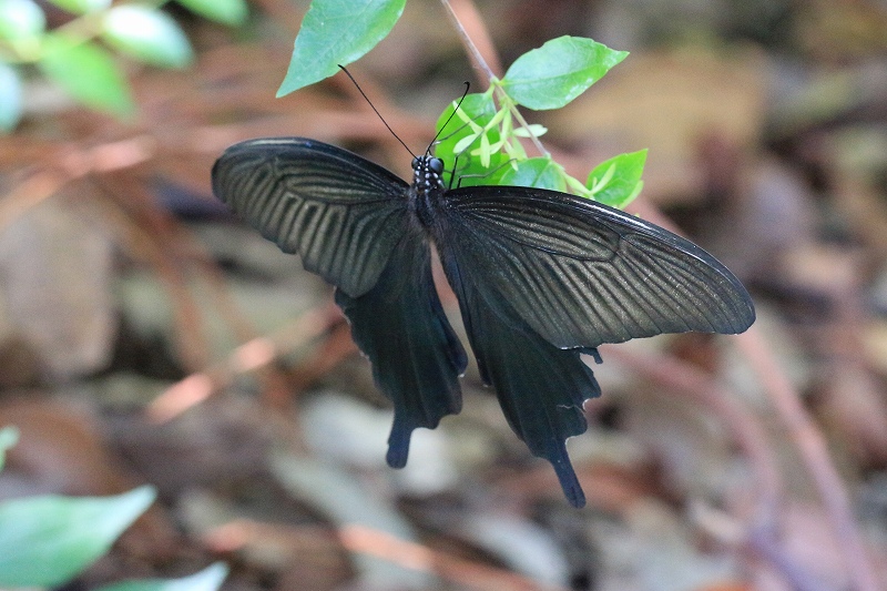 c0313378_08470760.jpg