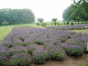 f0159480_21185220.jpg