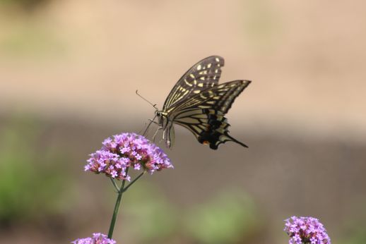 20140802 アゲハが舞う_b0013099_16253811.jpg