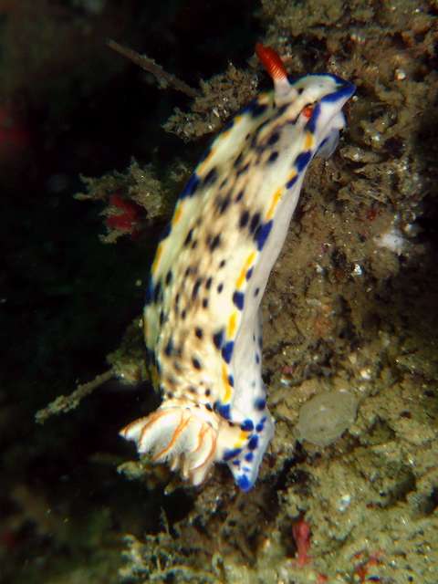 サガミイロウミウシ　葉山　権太郎岩　Hypselodoris sagamiensis (Baba, 1949)_d0175710_1725172.jpg